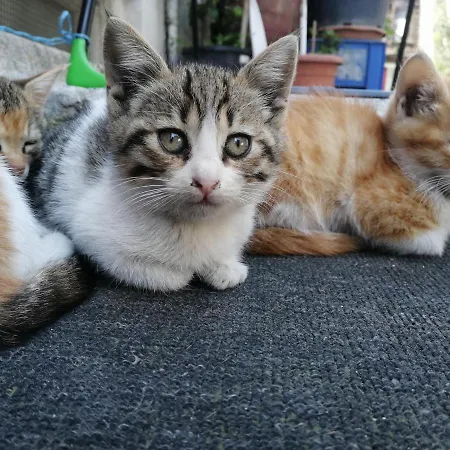 Medellin Апарт-отель 3*